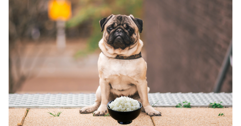 Can Pugs Eat Rice