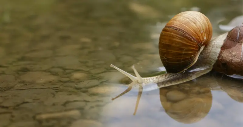 snail going in water: Are Snails Nocturnal