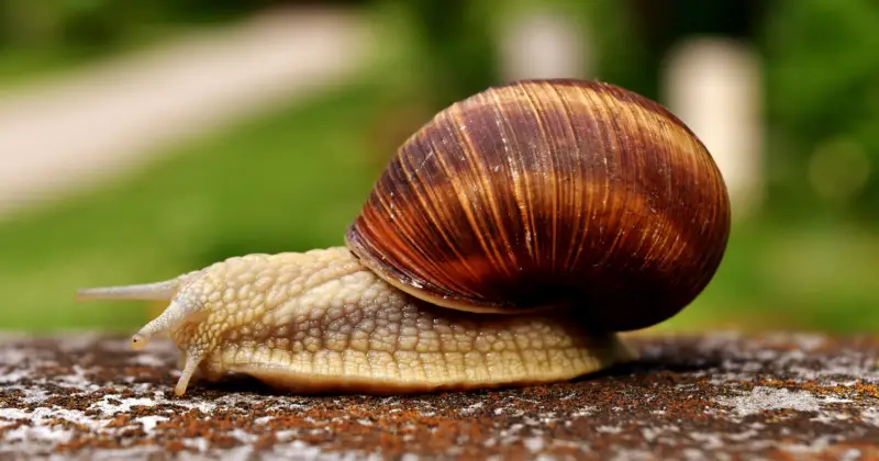 snail: Why Are Snails Slow