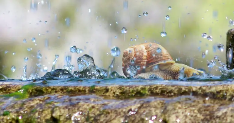 Can Snails Live in Water?