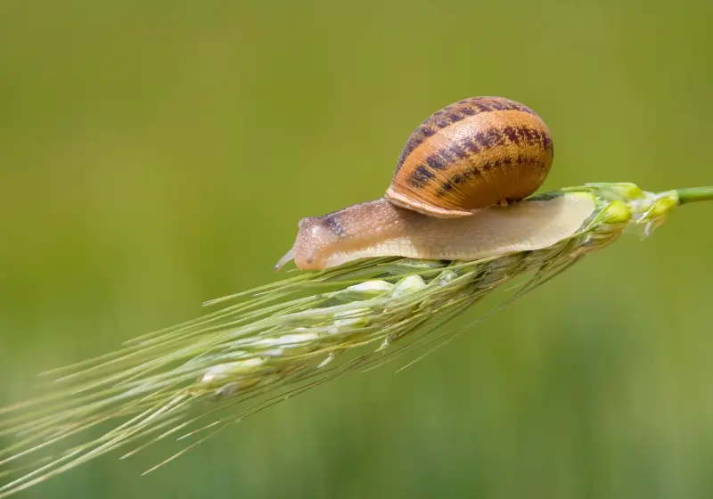 snail: Do Mystery Snails Sleep