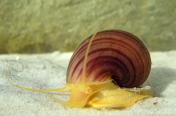 Do Mystery Snails Sleep
