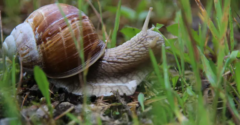 Do Snails Eat Grass?