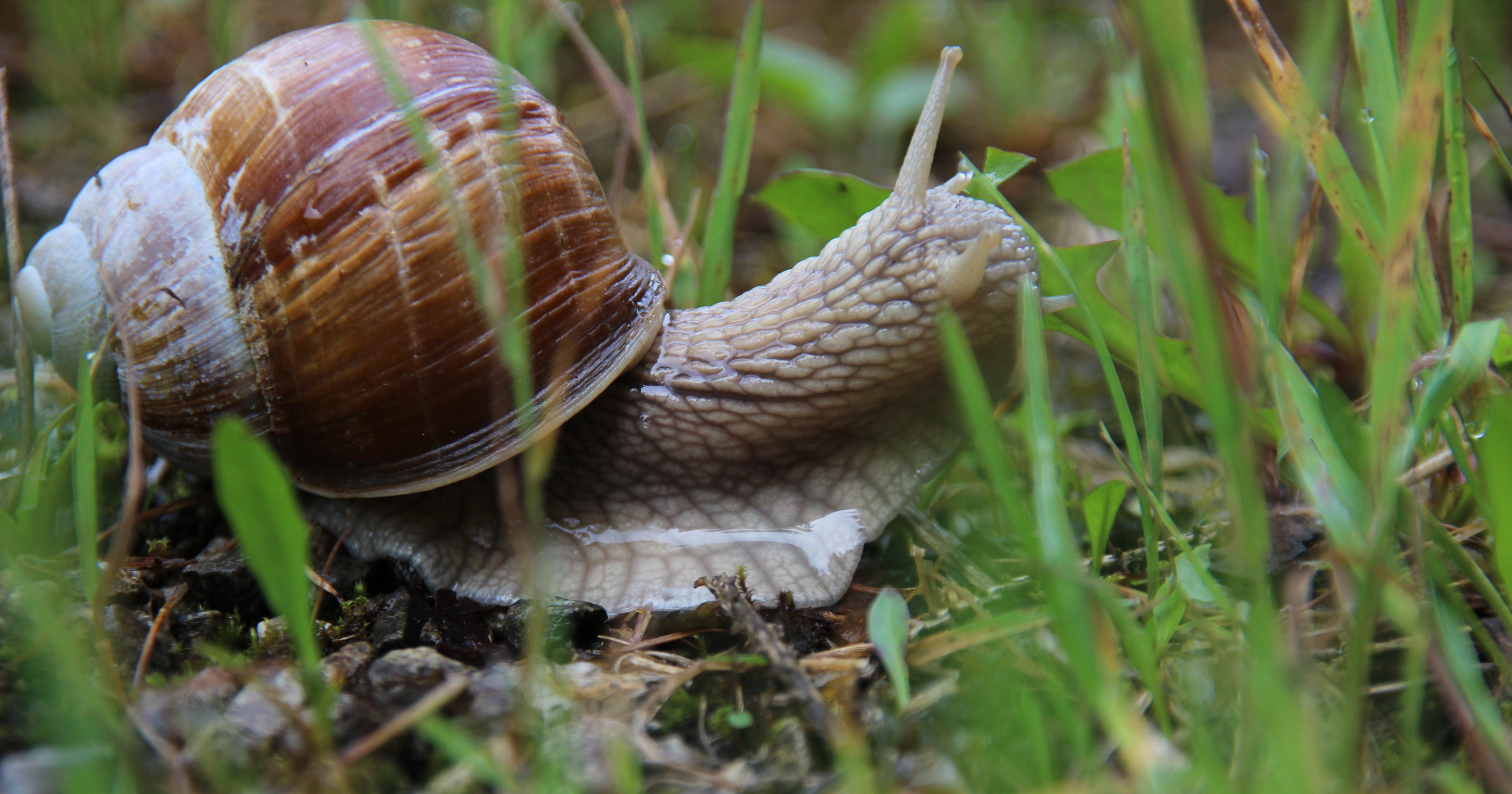 Do Snails Have Legs?
