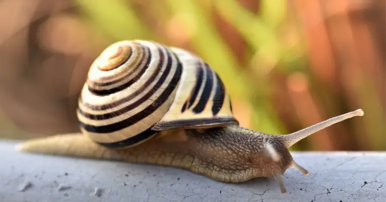 Do Snails Have Ears?