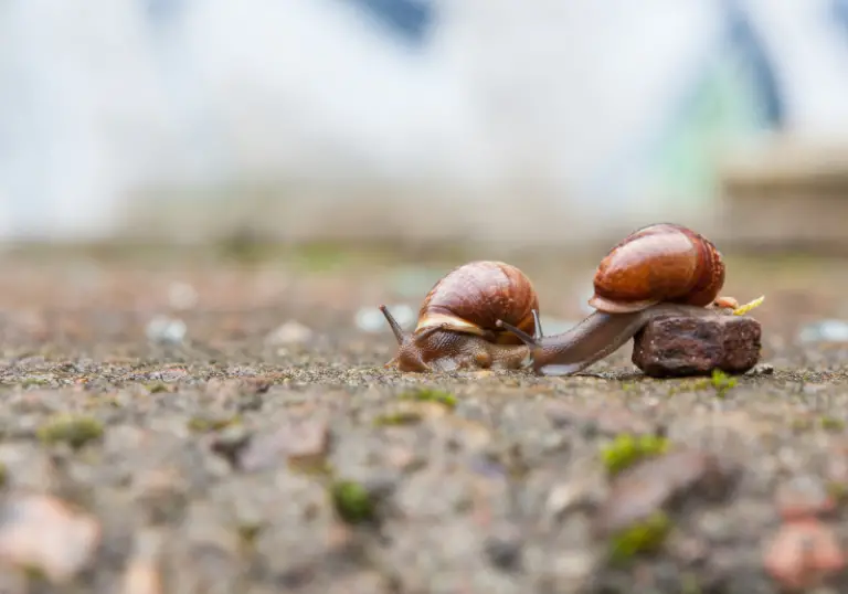 Do Snails Have Feelings?