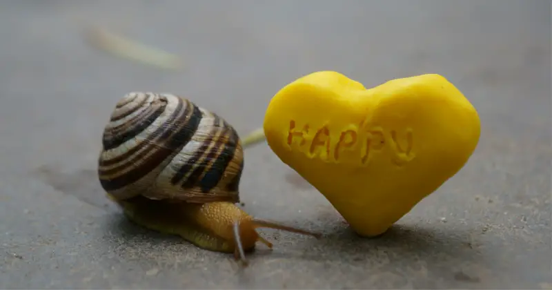 Snail with Heart: Are Snails Nocturnal
