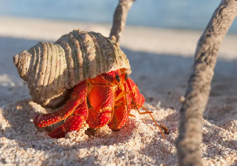 Hermit Crabs: Do Snails Shed Their Shells