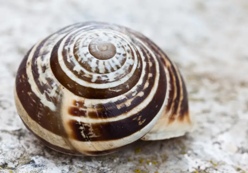 Do Snails Shed Their Shells: snail shell
