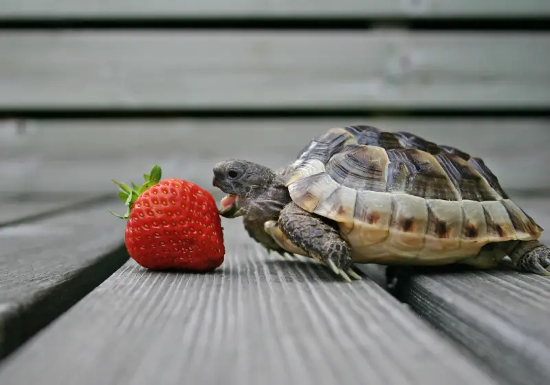 Do Turtles Eat Snails: turtle eating strawberry 