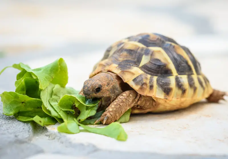 Do Turtles Eat Snails: turtle eating