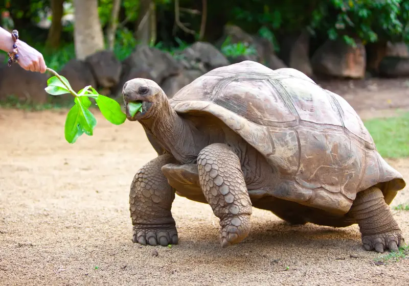 Do Turtles Eat Snails: Do Turtles Eat Snails: 