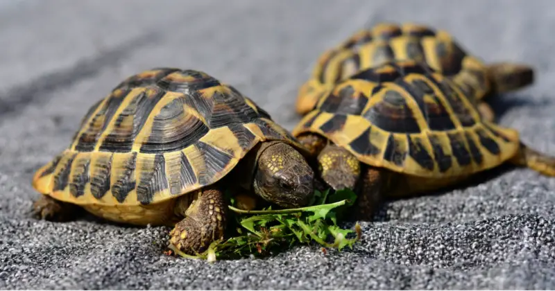 Do Turtles Eat Snails