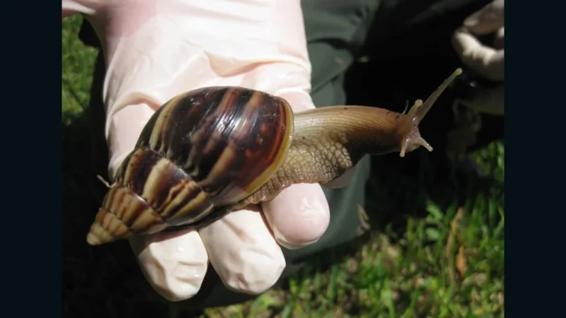 Florida Snails