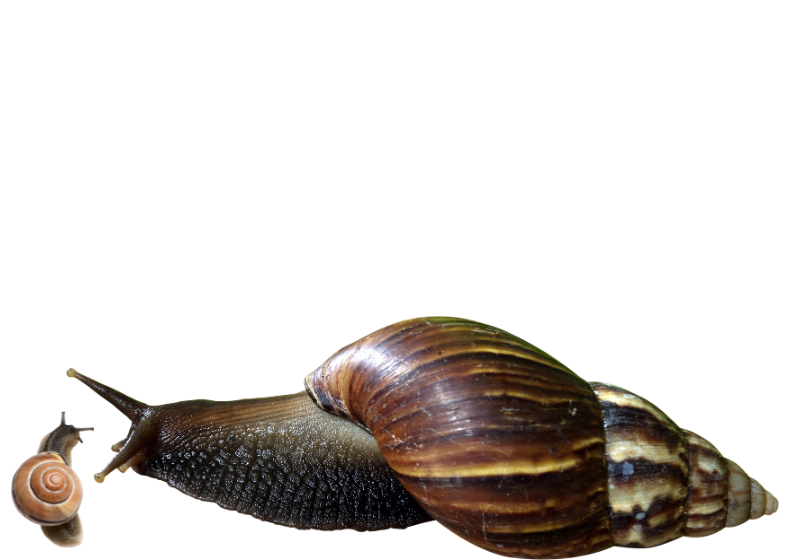 Florida Snails: Why Are Snails Slow