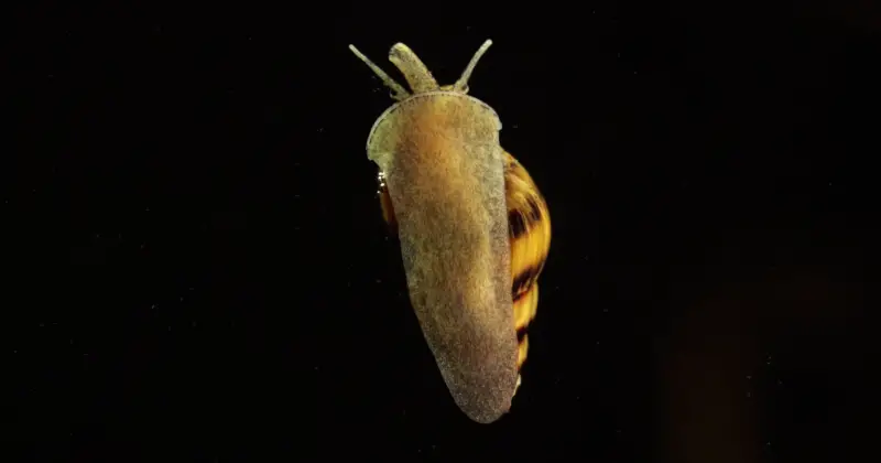 Assassin Snail: Can Snails Drown