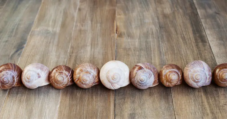 Do Snails Shed Their Shells?