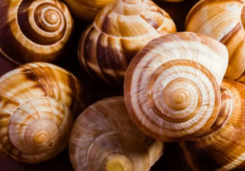 Do Snails Shed Their Shells: shells