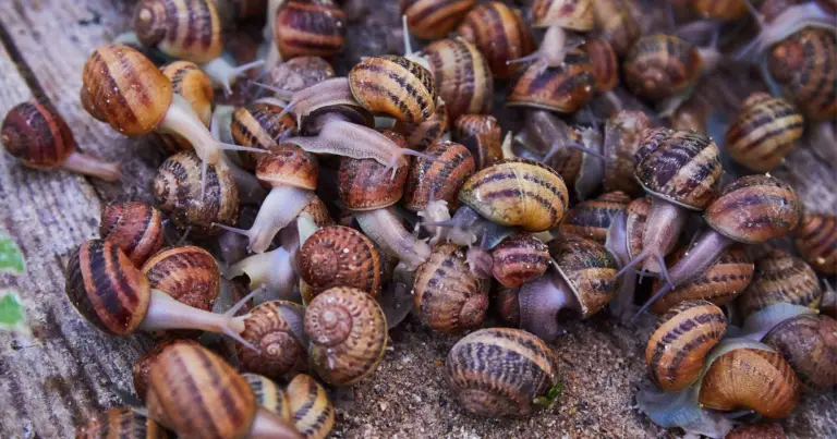 How Many Snails Per Gallon?