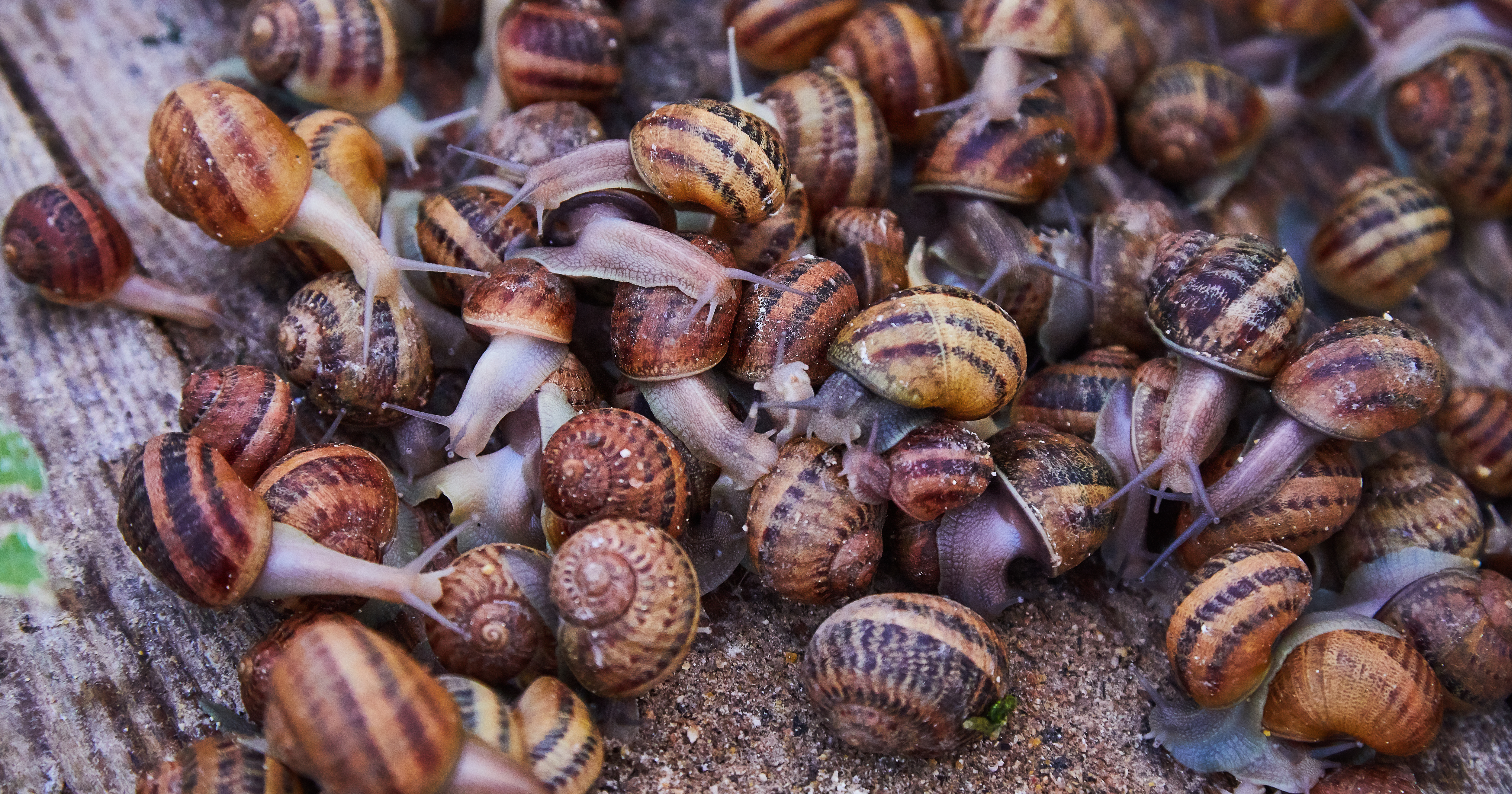 How Many Snails Per Gallon