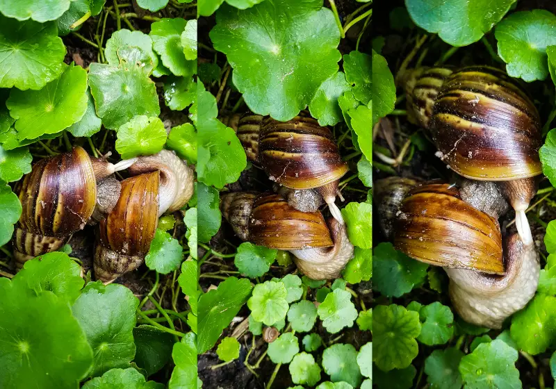 snails breeding: How Often Do Mystery Snails Lay Eggs