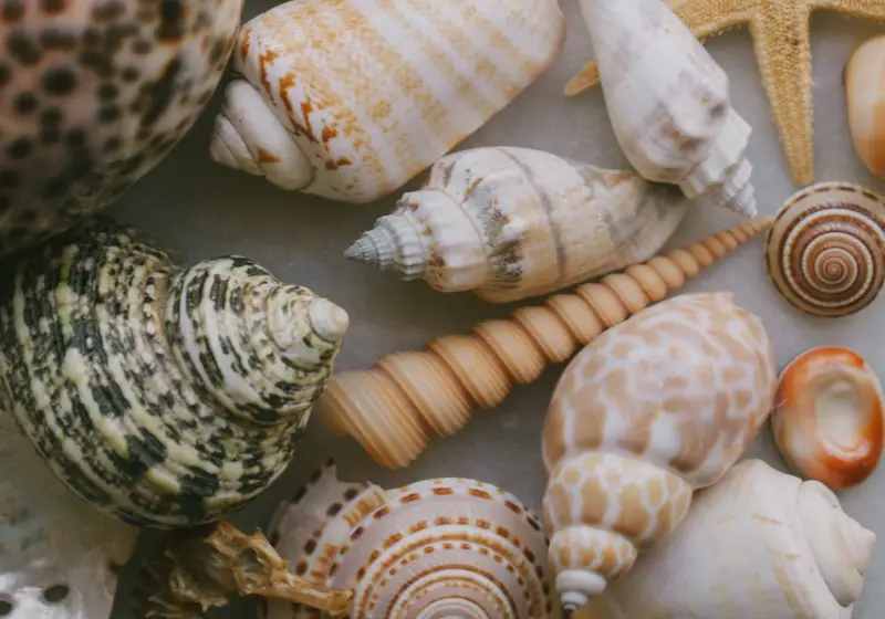Malaysian Trumpet Snails: How Long Do Garden Snails Live: