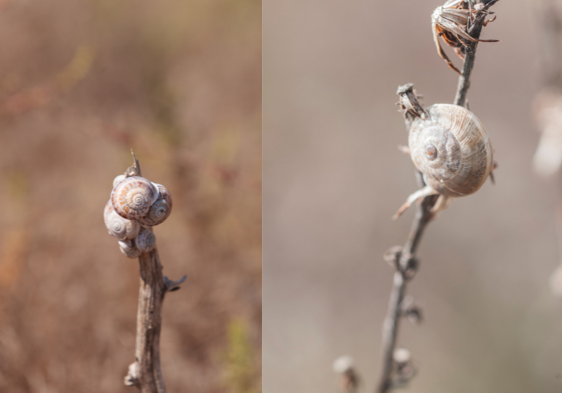 Milk Snails: Can Snails Drown