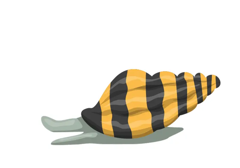 Assassin Snail: How Do Assassin Snails Kill