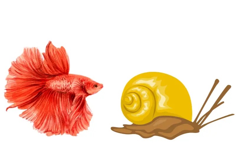 Snails and Bettas