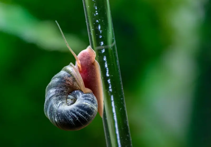 Ramshorn Snails: Are Snails Nocturnal