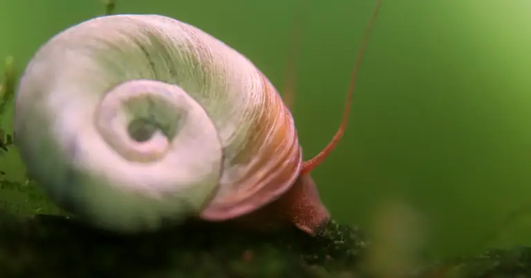 Ramshorn Snails: Comprehensive Care and Maintenance Guide