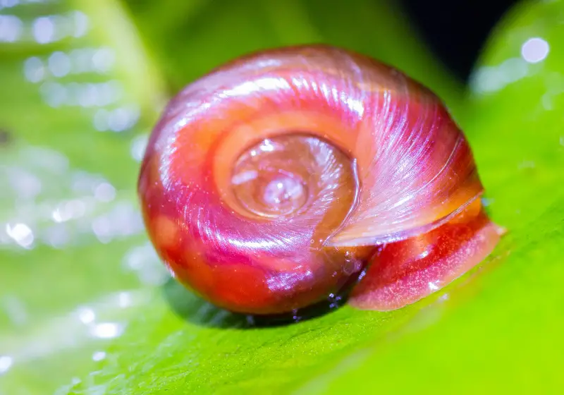 Ramshorn Snails: Can Snails Live in Water