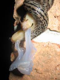 Do Snails Have Hearts: reproductive system of snail