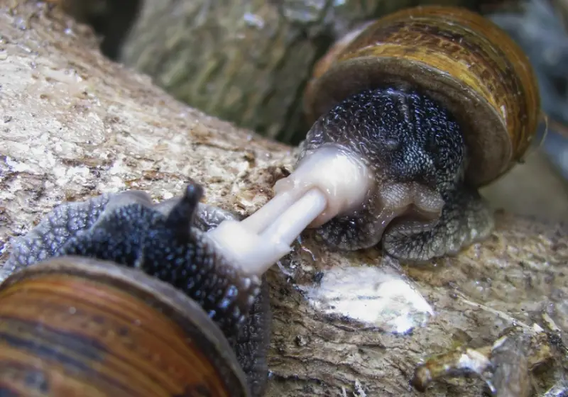 snails mating: Do Snails Have Hearts