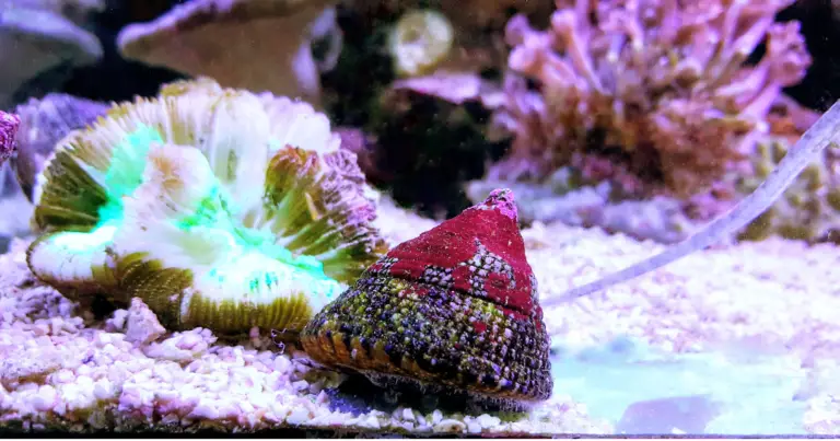 Trochus Snails: Essential Facts for Aquarists
