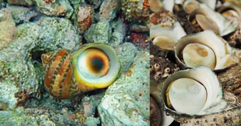 Turbo Snails: Essential Facts for Aquarists