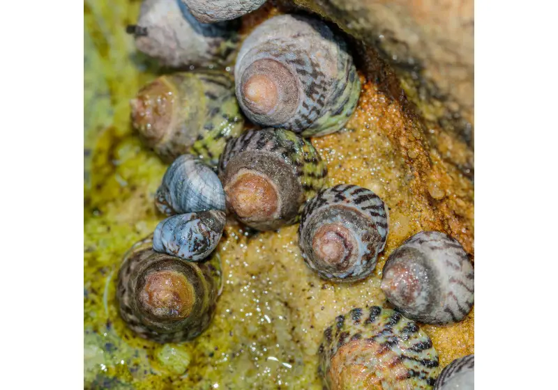 Types of Nerite Snails