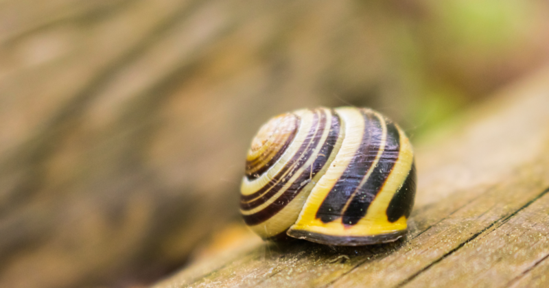 Nerite Snails