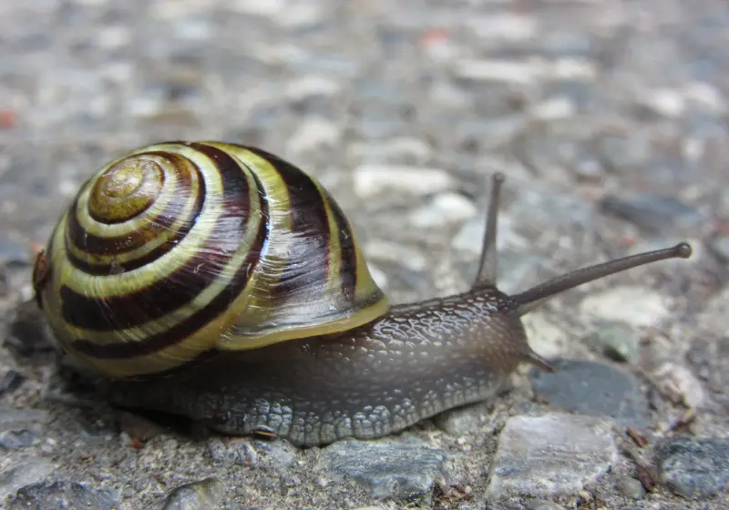 Nerite Snails: Snail's Mantle