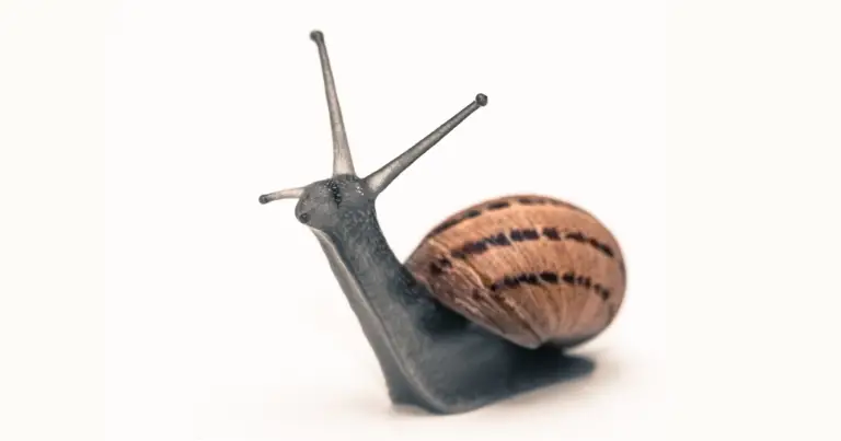 How Big Do Bladder Snails Get: A Comprehensive Size Guide