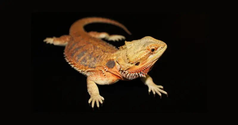 Unveiling the Mysteries of the Red Bearded Dragon