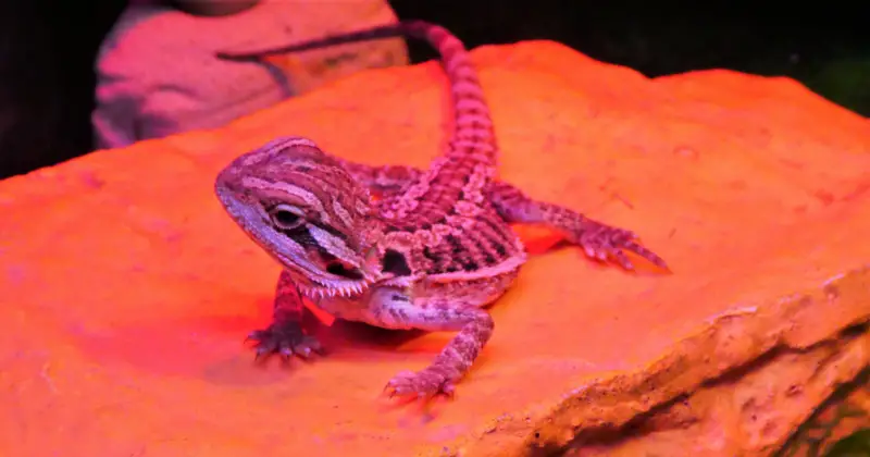 Can Bearded Dragons Eat Spinach