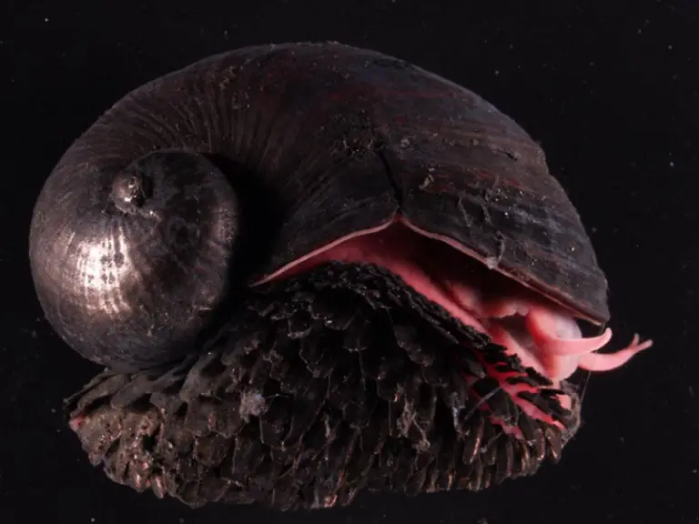 Volcano Snail: Uncovering the Mysteries of a Unique Species