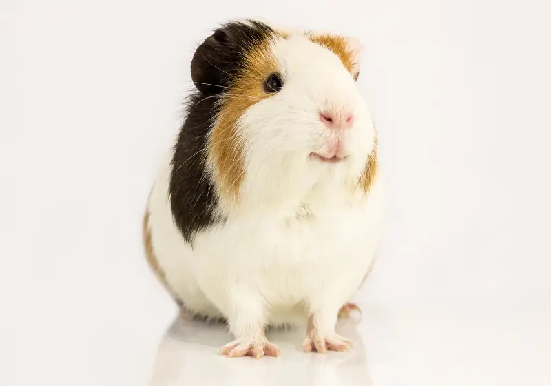 What Can Guinea Pigs Not Eat: guinea pig