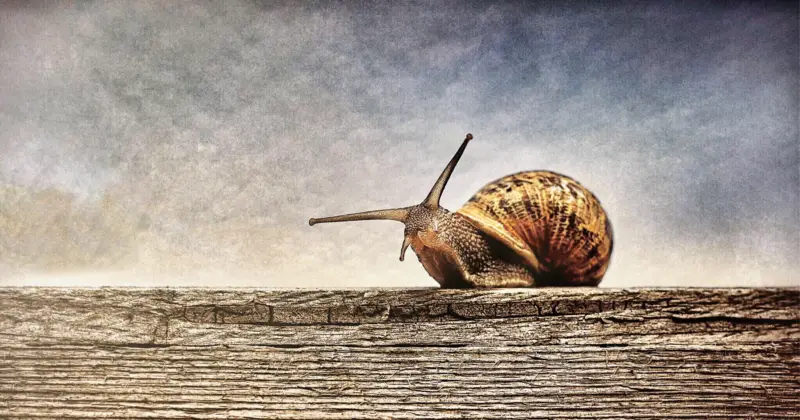 Snail: Can Snails Hear