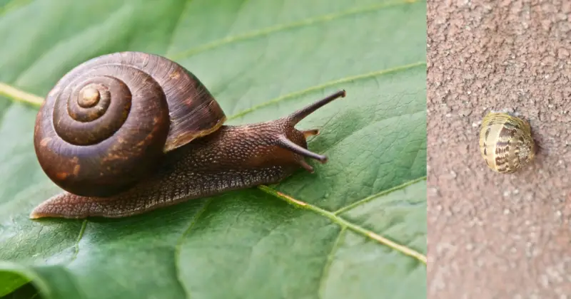 Why Are There Snails on My House: 2 snails