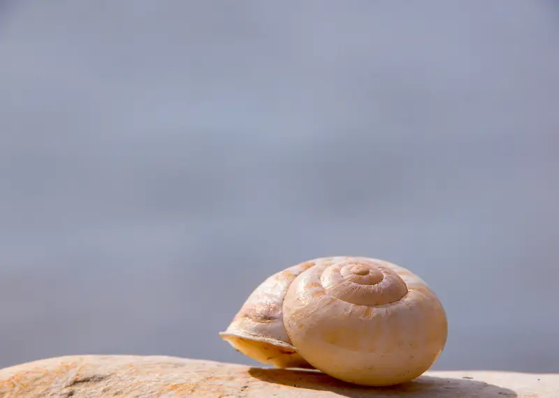 Do Snails Need New Shells: shell