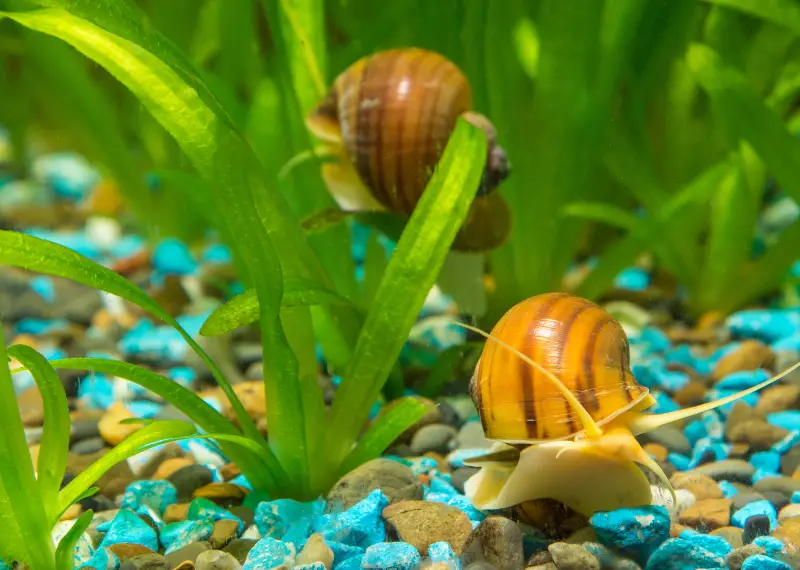 snails in water: Can Snails Live in Water
