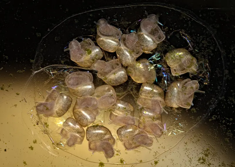 How Big Do Bladder Snails Get