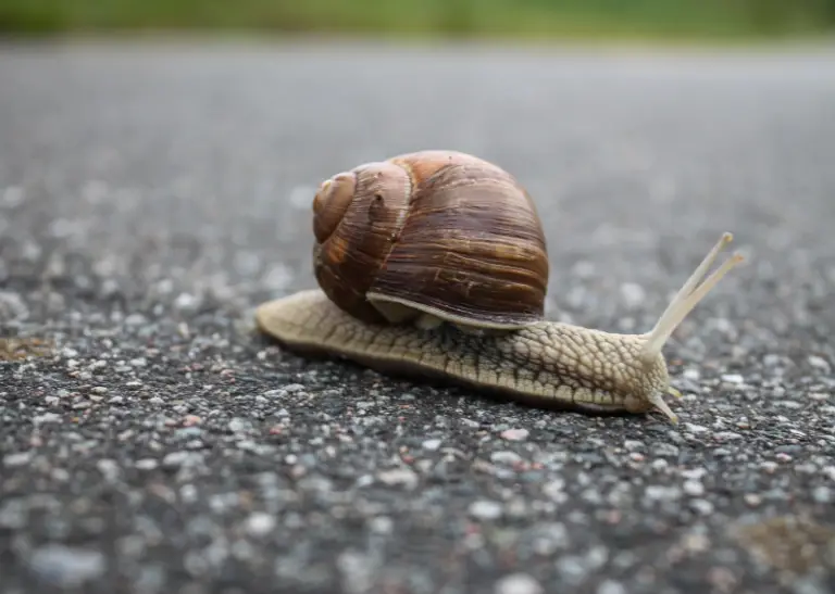 Are Snails Poisonous? A Definitive Guide